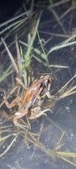Cacosternum boettgeri