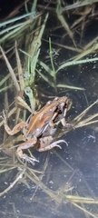 Cacosternum boettgeri