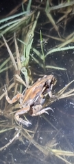 Cacosternum boettgeri