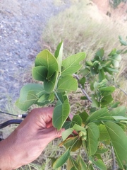 Sarcomphalus amole