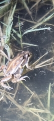 Cacosternum boettgeri