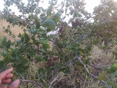 Sarcomphalus amole
