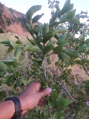 Sarcomphalus amole