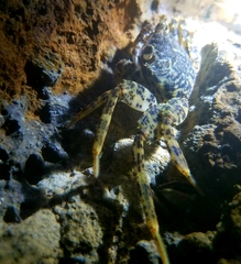 Grapsus longitarsis
