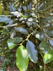 Diospyros australis