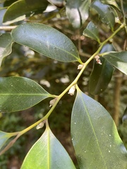 Diospyros australis