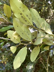 Diospyros australis