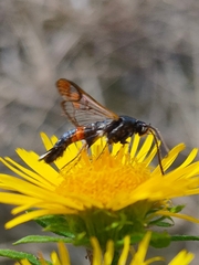 Synanthedon formicaeformis