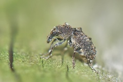 Anthribinae