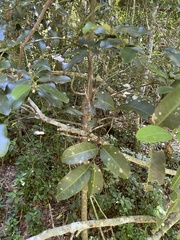 Diospyros australis