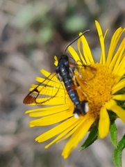 Synanthedon formicaeformis