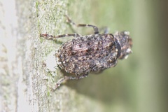 Anthribinae
