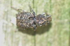 Anthribinae