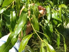 Ehretia saligna membranifolia