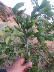 Sarcomphalus amole