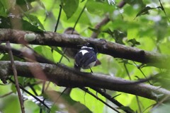 Platysteira castanea