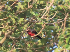 Lybius bidentatus