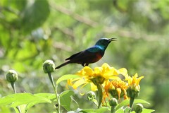 Cinnyris erythrocercus