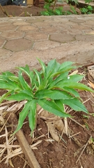 Amorphophallus