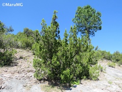 Juniperus angosturana