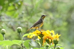 Cinnyris erythrocercus