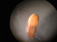 Solemya velum