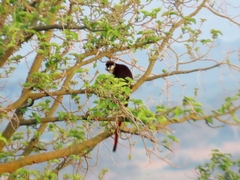 Cercopithecus ascanius schmidti
