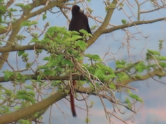 Cercopithecus ascanius schmidti