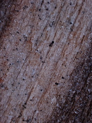 Mycocalicium subtile
