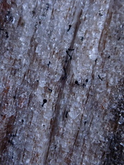 Mycocalicium subtile