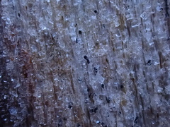 Mycocalicium subtile