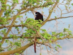 Cercopithecus ascanius schmidti