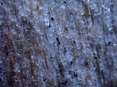 Mycocalicium subtile