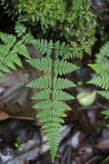 Hypolepis rufobarbata