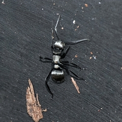 Polyrhachis daemeli