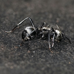 Polyrhachis daemeli