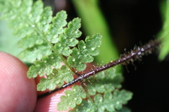 Hypolepis rufobarbata