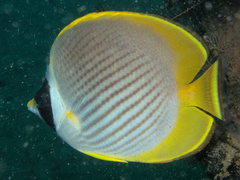 Chaetodon adiergastos