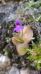 Pinguicula macrophylla