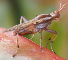 Sciomyzidae