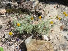 Thymophylla setifolia