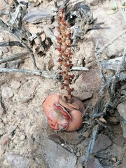 Crassula hemisphaerica