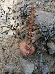 Crassula hemisphaerica