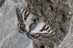 Parnassius charltonius