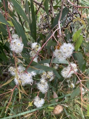 Eucalyptus radiata