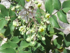 Berberis hartwegii