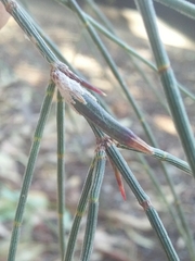 Cylindrococcus casuarinae