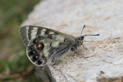 Parnassius charltonius