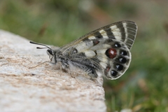 Parnassius charltonius