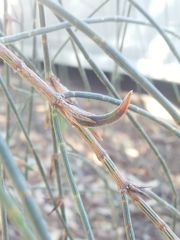 Cylindrococcus casuarinae